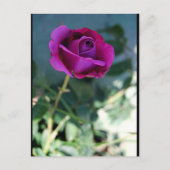 Carte Postale Rose Florale Violette (Devant)