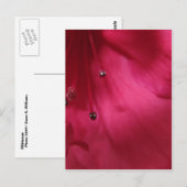 Carte postale rose-foncé de ketmie (verticale) (Devant / Derrière)