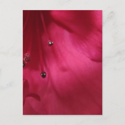 Carte postale rose-foncé de ketmie (verticale) (Devant)