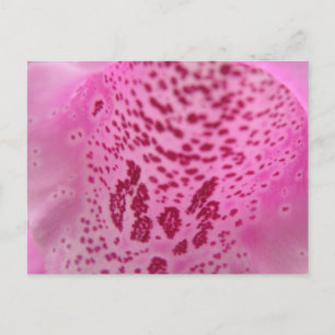 Carte postale rose Foxglove Petal
