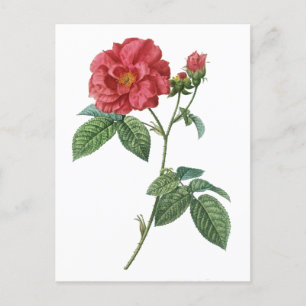 Carte Postale Rose français (Rosa gallica)