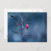 Carte Postale Rose froid (Devant / Derrière)