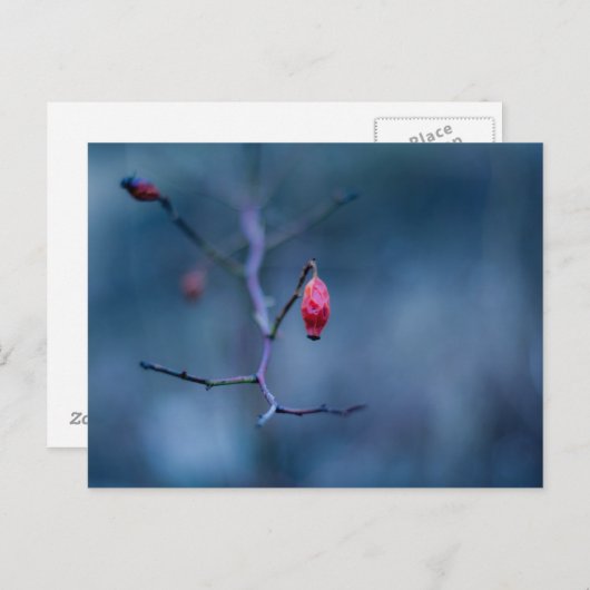 Carte Postale Rose froid (Devant / Derrière)