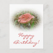 Carte postale rose fuchsia d'anniversaire champign (Devant)