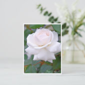 Carte Postale Rose Garden (Debout devant)