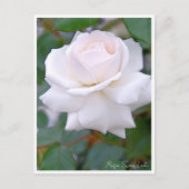 Carte Postale Rose Garden (Devant)