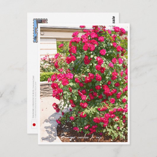 Carte Postale Rose Garden (Devant / Derrière)