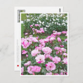 Carte Postale Rose Garden (Devant / Derrière)