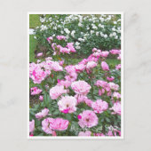 Carte Postale Rose Garden (Devant)