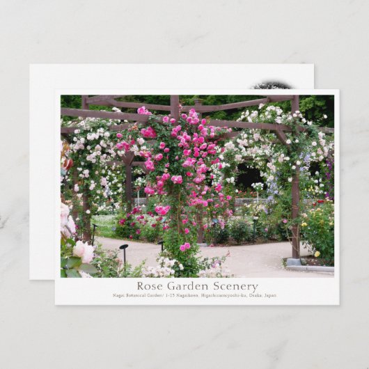 Carte Postale Rose Garden Scenery (Devant / Derrière)