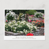 Carte Postale Rose Garden Scenery (Devant)