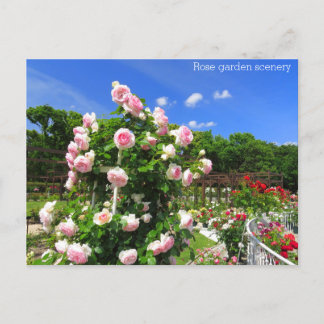 Carte Postale Rose garden scenery:Postcard