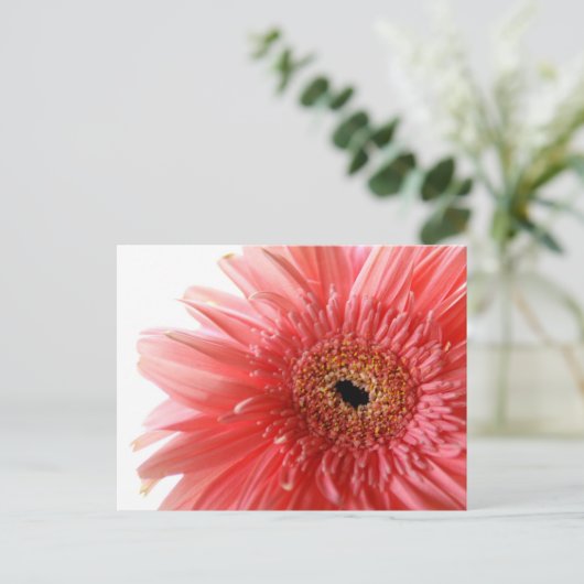 Carte postale rose Gerber Daisy (Debout devant)