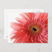 Carte postale rose Gerber Daisy (Devant / Derrière)