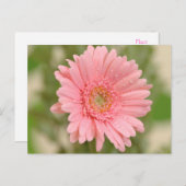 Carte postale rose Gerbera Daisy Grey Flower (Devant / Derrière)