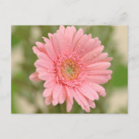 Carte postale rose Gerbera Daisy Grey Flower