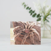 Carte Postale Rose Hair Tarantula (Debout devant)