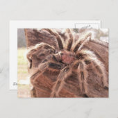 Carte Postale Rose Hair Tarantula (Devant / Derrière)