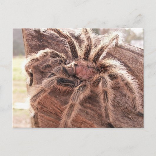 Carte Postale Rose Hair Tarantula (Devant)