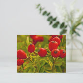 Carte Postale Rose Hip (Debout devant)