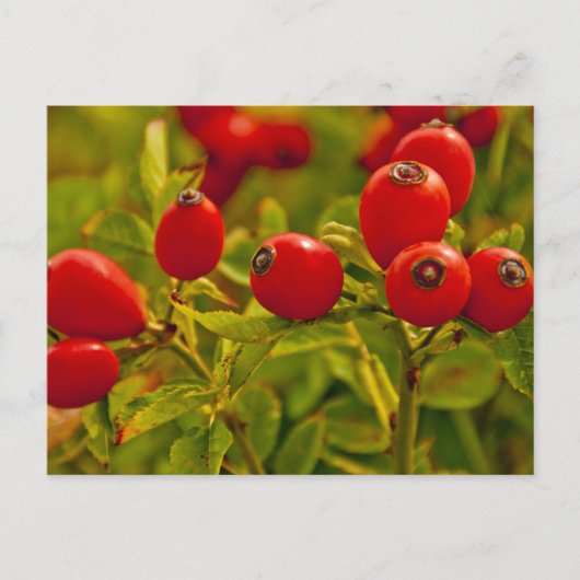 Carte Postale Rose Hip (Devant)