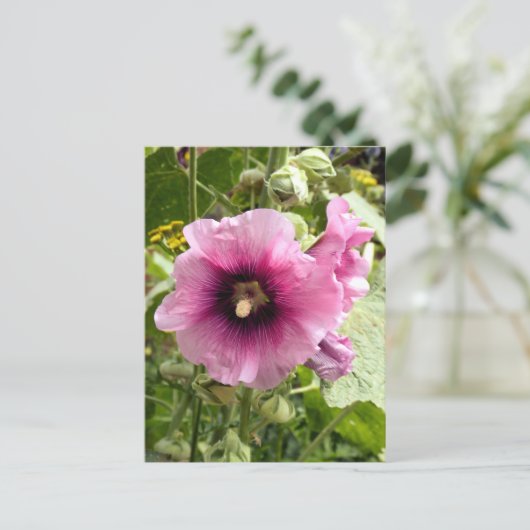 CARTE POSTALE ROSE HOLLYHOCK (Debout devant)