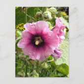 CARTE POSTALE ROSE HOLLYHOCK (Devant)