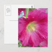 Carte postale rose Hollyhock (Devant / Derrière)