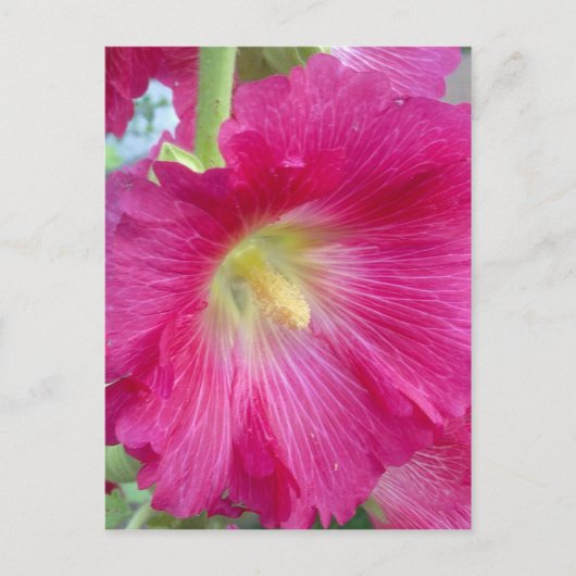 Carte postale rose Hollyhock (Devant)