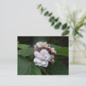 Carte Postale Rose Honolulu (Debout devant)