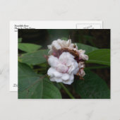 Carte Postale Rose Honolulu (Devant / Derrière)