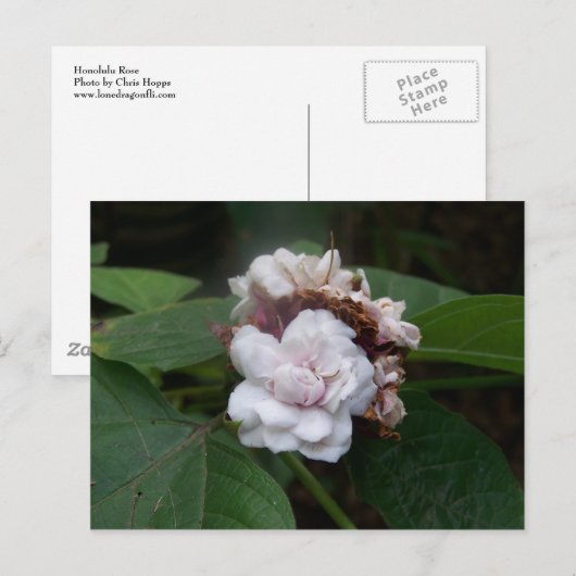 Carte Postale Rose Honolulu (Devant / Derrière)