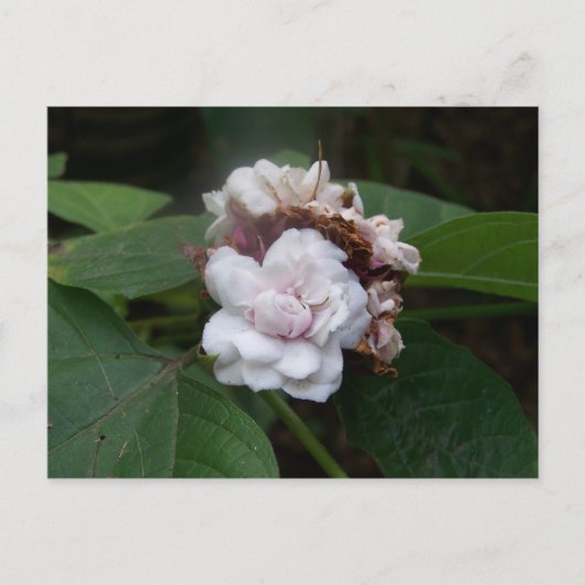 Carte Postale Rose Honolulu (Devant)