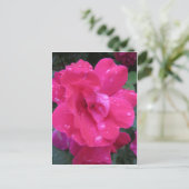 Carte Postale Rose humide (Debout devant)