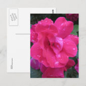 Carte Postale Rose humide (Devant / Derrière)
