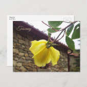 Carte Postale Rose humide jaune. Toscane.Italie (Devant / Derrière)