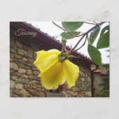 Carte Postale Rose humide jaune. Toscane.Italie (Devant)