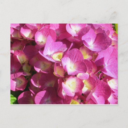 Carte postale rose Hydrangea (Devant)