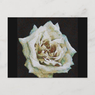 Carte Postale Rose impressionniste isolé sur noir