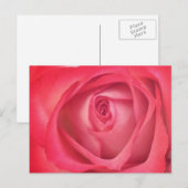 Carte postale Rose incendie et glace (Devant / Derrière)