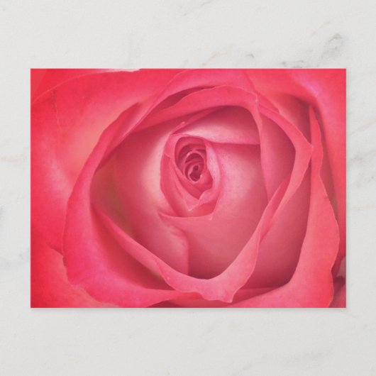 Carte postale Rose incendie et glace (Devant)
