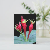 Carte Postale Rose indien (Debout devant)