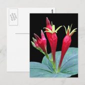 Carte Postale Rose indien (Devant / Derrière)