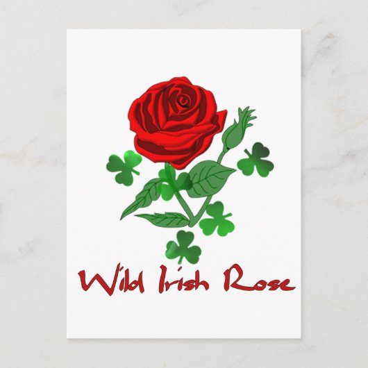 Carte Postale Rose irlandais sauvage (Devant)