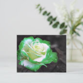 Carte postale Rose irlandaise (Debout devant)