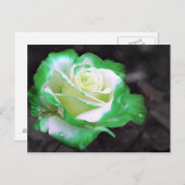 Carte postale Rose irlandaise (Devant / Derrière)