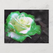 Carte postale Rose irlandaise (Devant)