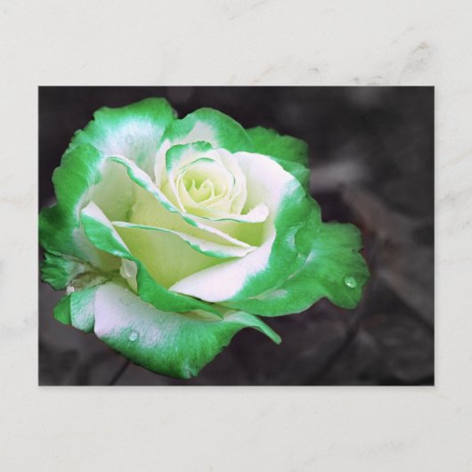 Carte postale Rose irlandaise (Devant)