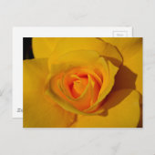 Carte Postale Rose jaune (Devant / Derrière)