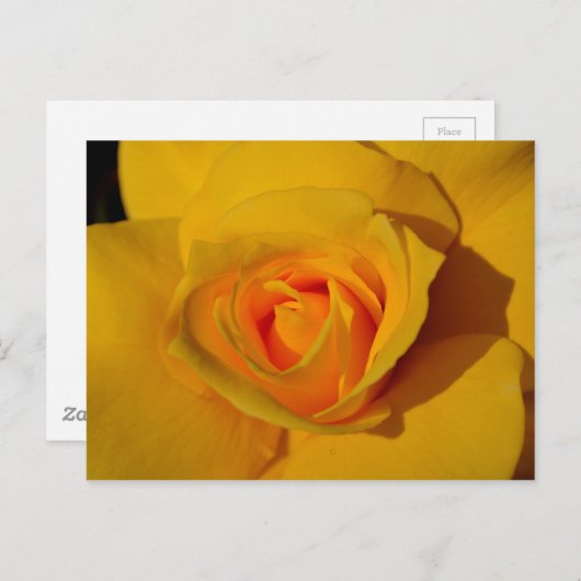 Carte Postale Rose jaune (Devant / Derrière)